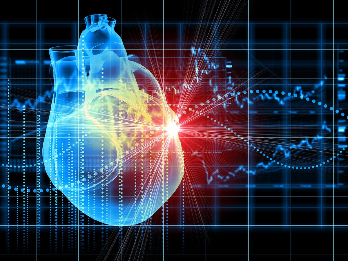 Digital illustration of a human heart representing cardiovascular health and heart wellbeing